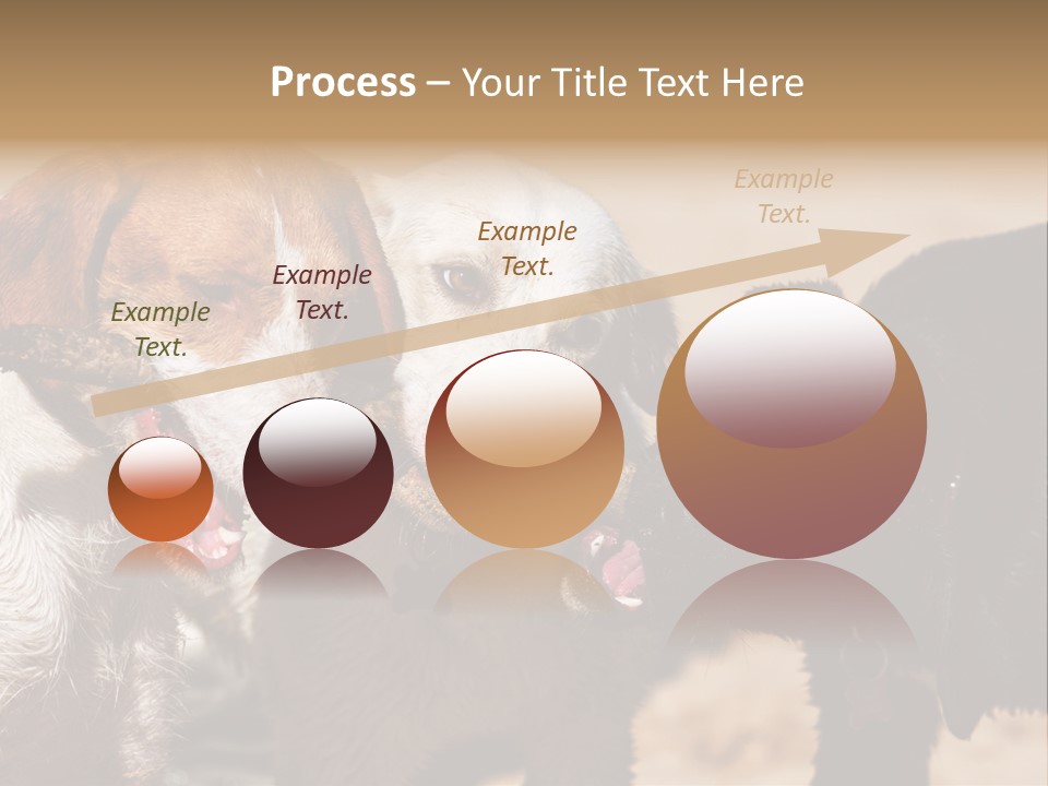 Animal Racing Active PowerPoint Template