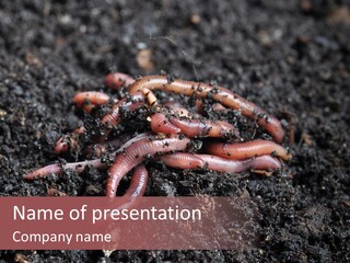 Group Agriculture Rain PowerPoint Template