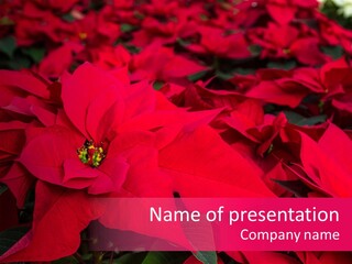 Christmas Plants Christmas Present Purple Poinsettias PowerPoint Template