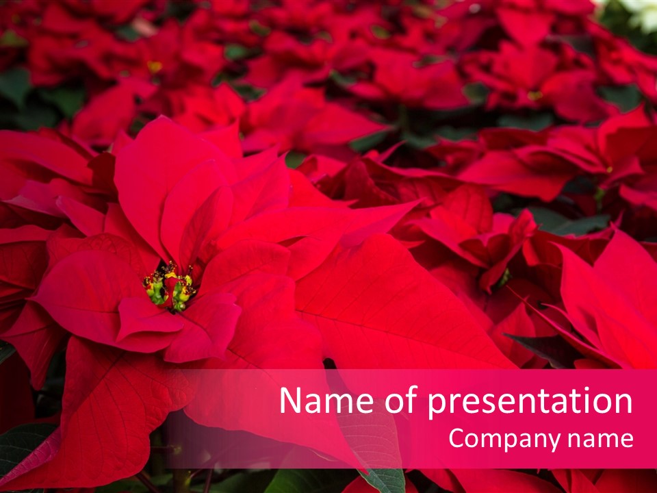 Christmas Plants Christmas Present Purple Poinsettias PowerPoint Template