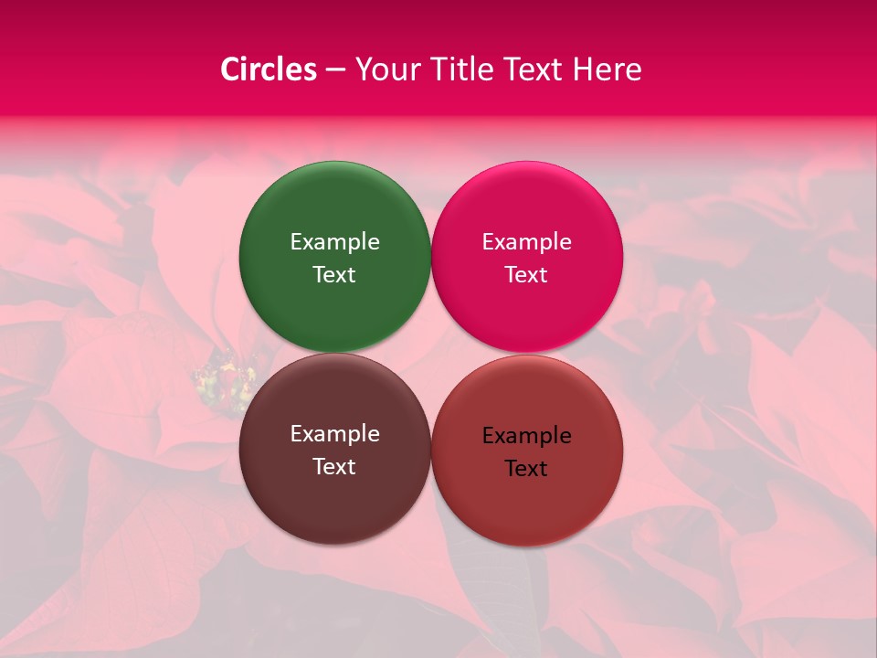 Christmas Plants Christmas Present Purple Poinsettias PowerPoint Template