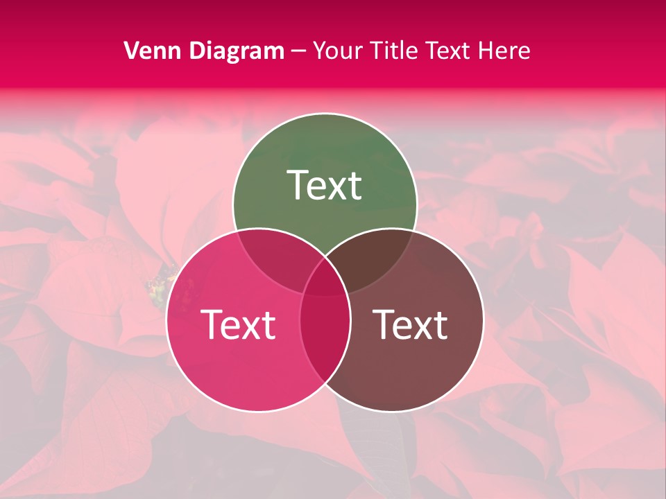 Christmas Plants Christmas Present Purple Poinsettias PowerPoint Template