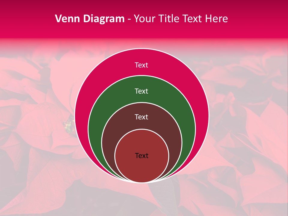 Christmas Plants Christmas Present Purple Poinsettias PowerPoint Template