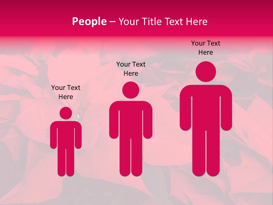 Christmas Plants Christmas Present Purple Poinsettias PowerPoint Template