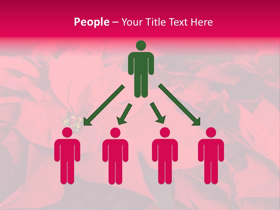 Christmas Plants Christmas Present Purple Poinsettias PowerPoint Template