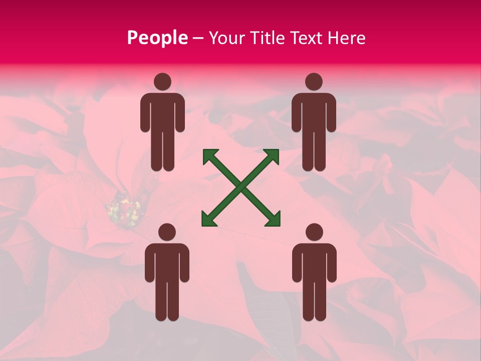 Christmas Plants Christmas Present Purple Poinsettias PowerPoint Template