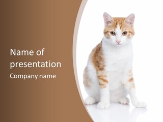 Fur Isolated Cat PowerPoint Template