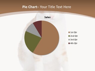 Fur Isolated Cat PowerPoint Template