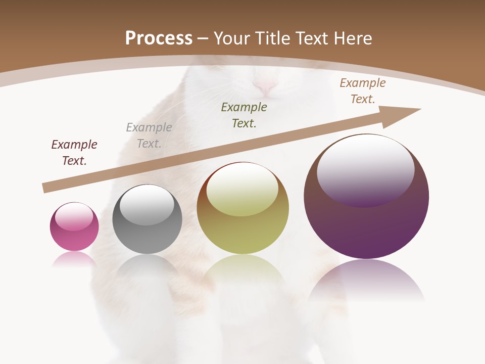 Fur Isolated Cat PowerPoint Template