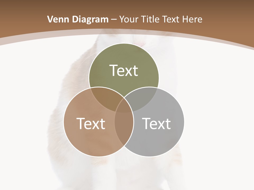 Fur Isolated Cat PowerPoint Template