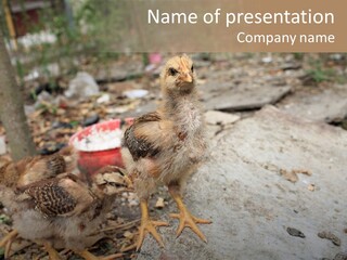Clutter Chicken Asian PowerPoint Template