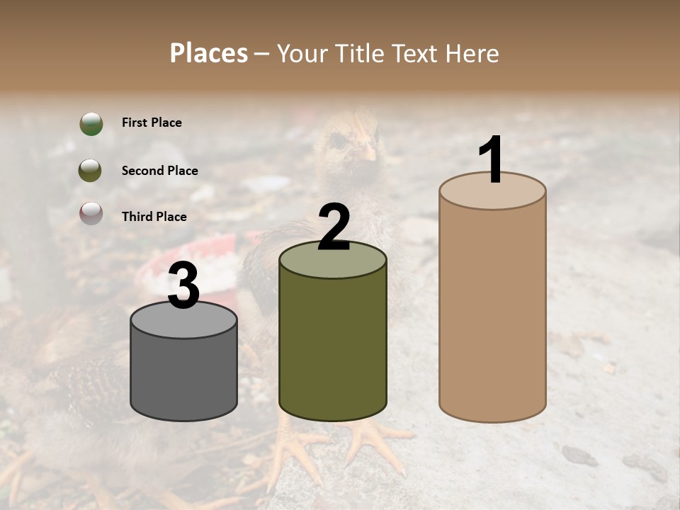 Clutter Chicken Asian PowerPoint Template