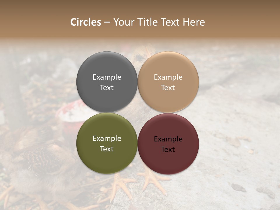 Clutter Chicken Asian PowerPoint Template