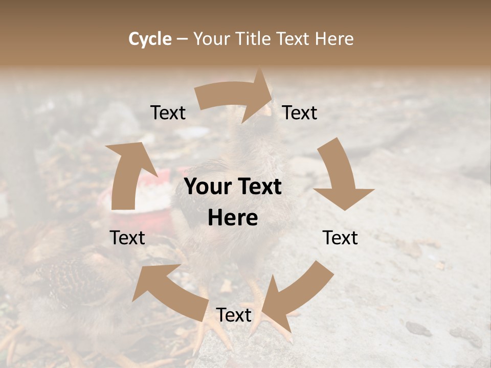 Clutter Chicken Asian PowerPoint Template