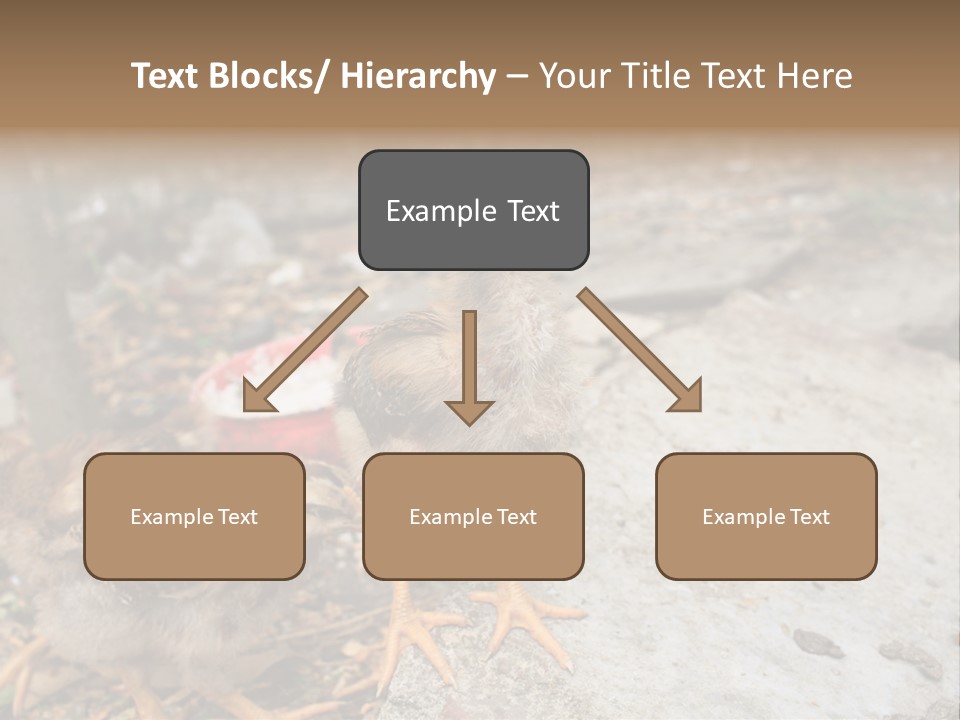 Clutter Chicken Asian PowerPoint Template