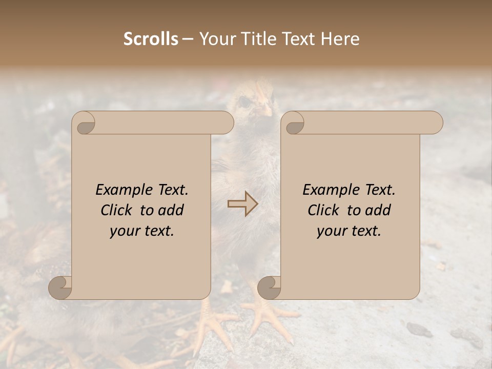 Clutter Chicken Asian PowerPoint Template