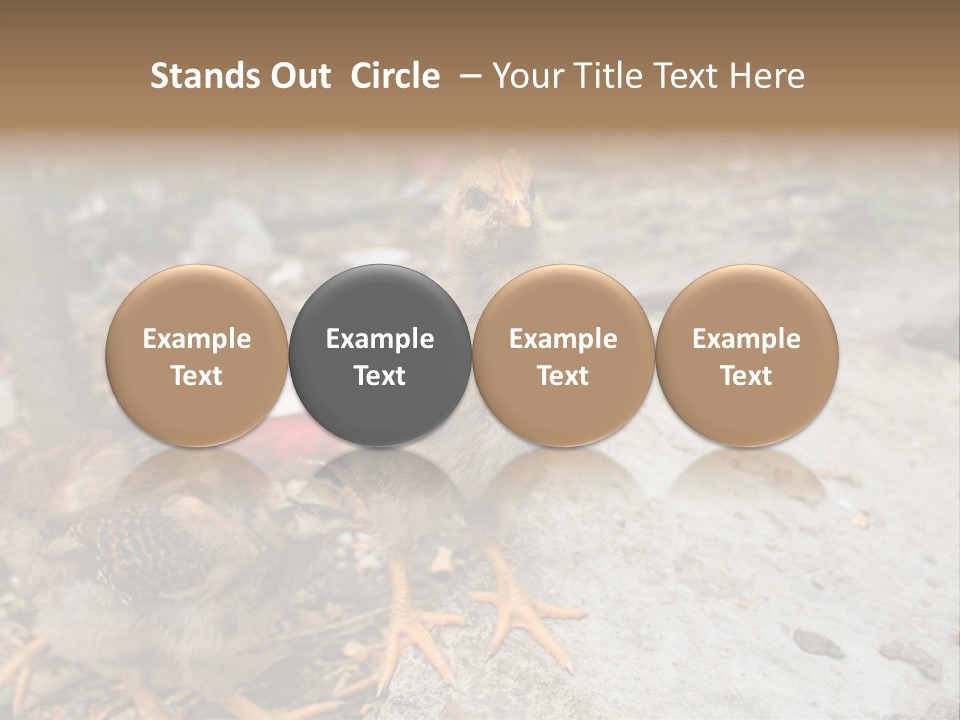 Clutter Chicken Asian PowerPoint Template