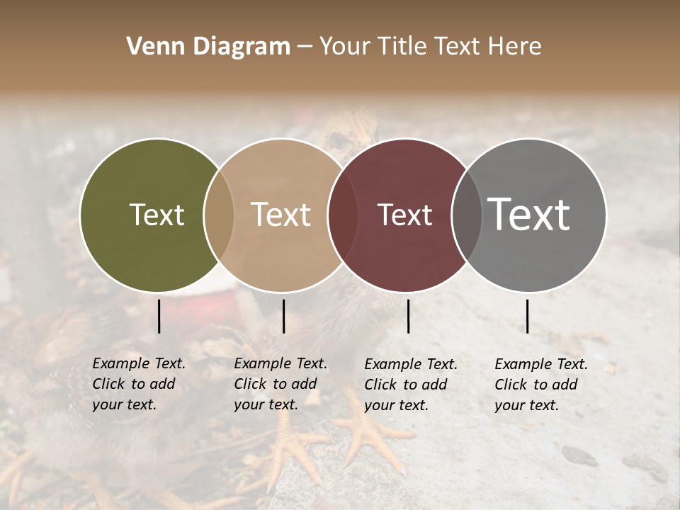 Clutter Chicken Asian PowerPoint Template