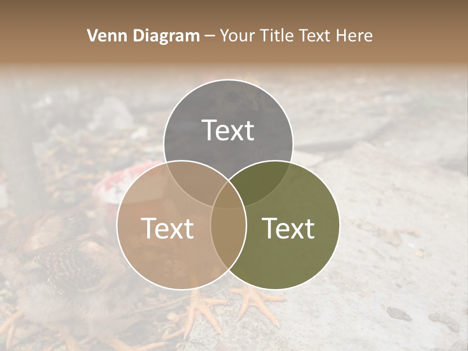 Clutter Chicken Asian PowerPoint Template