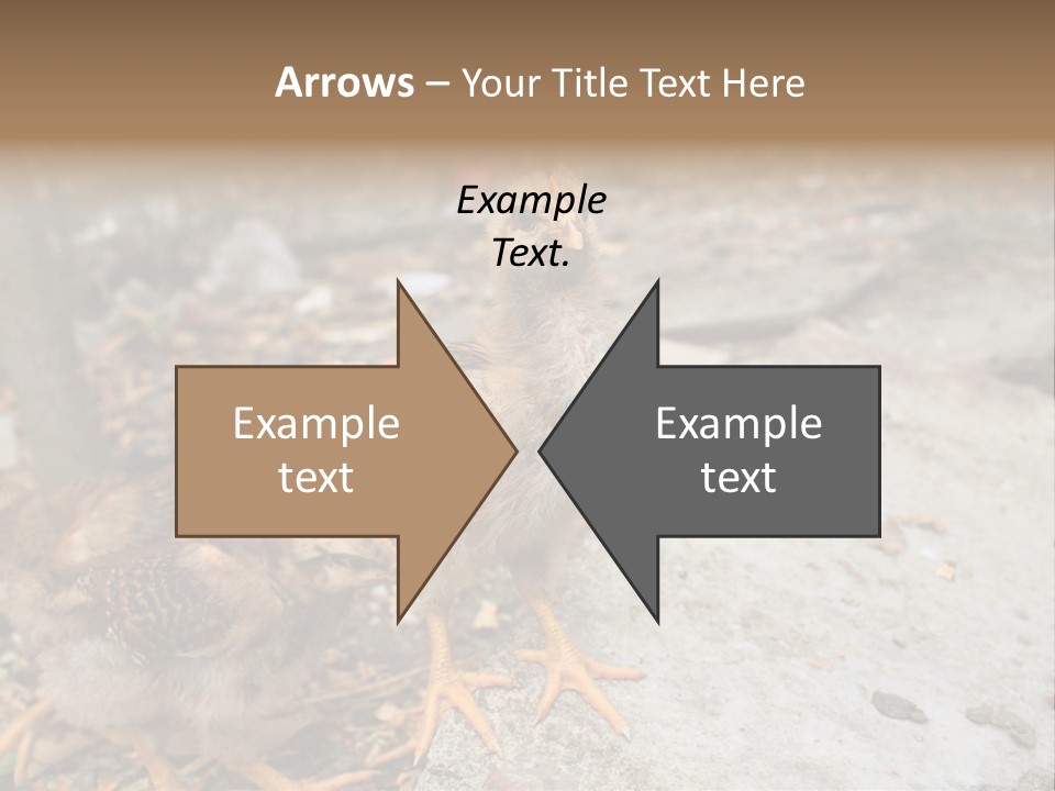Clutter Chicken Asian PowerPoint Template