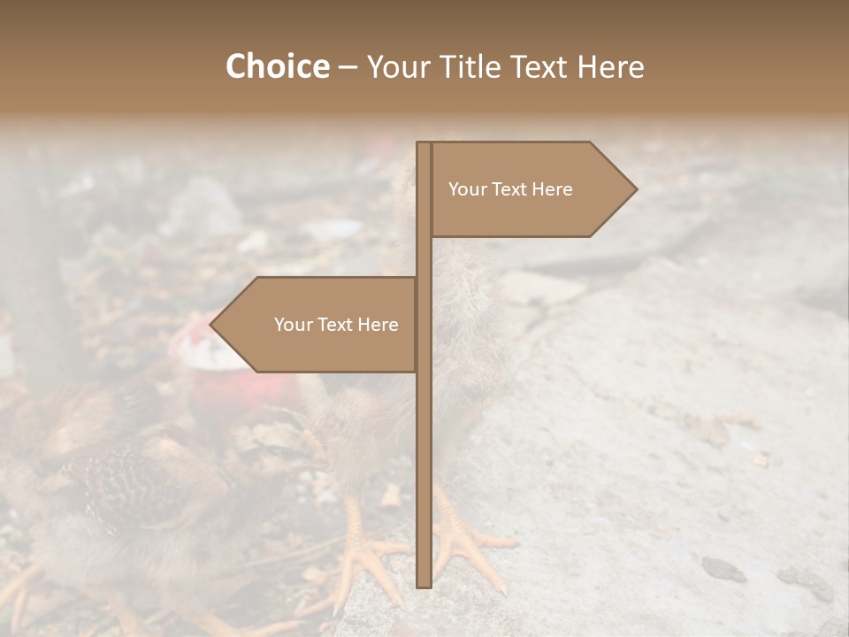 Clutter Chicken Asian PowerPoint Template