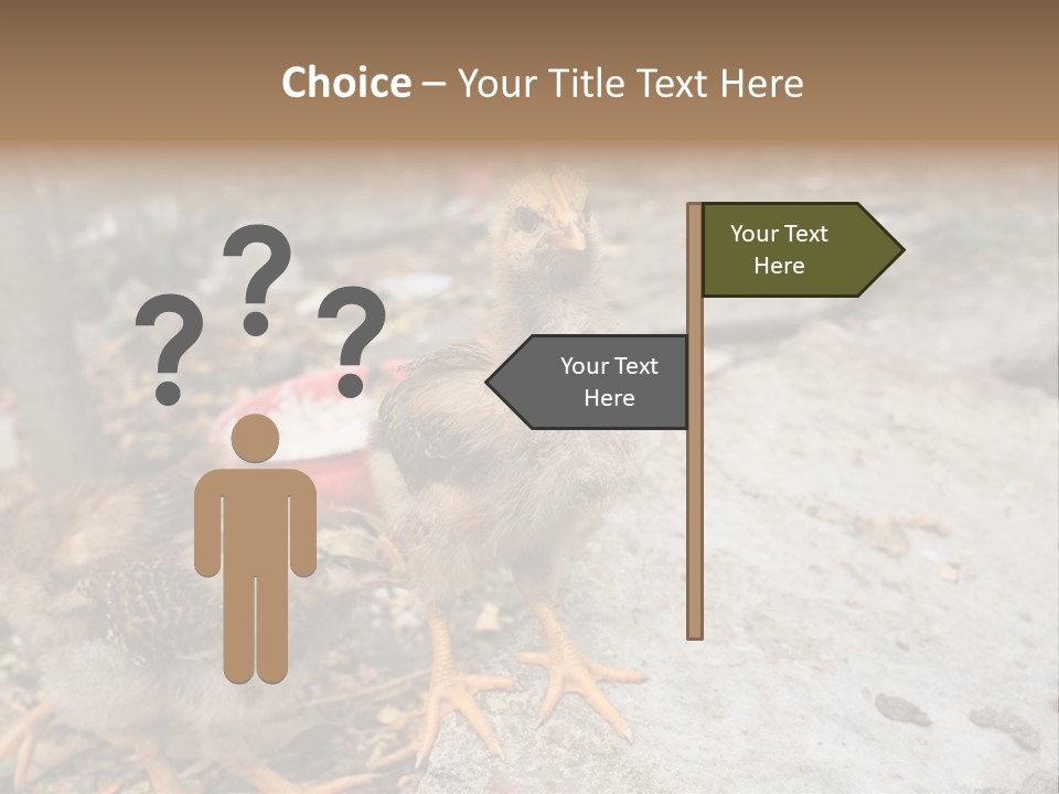 Clutter Chicken Asian PowerPoint Template