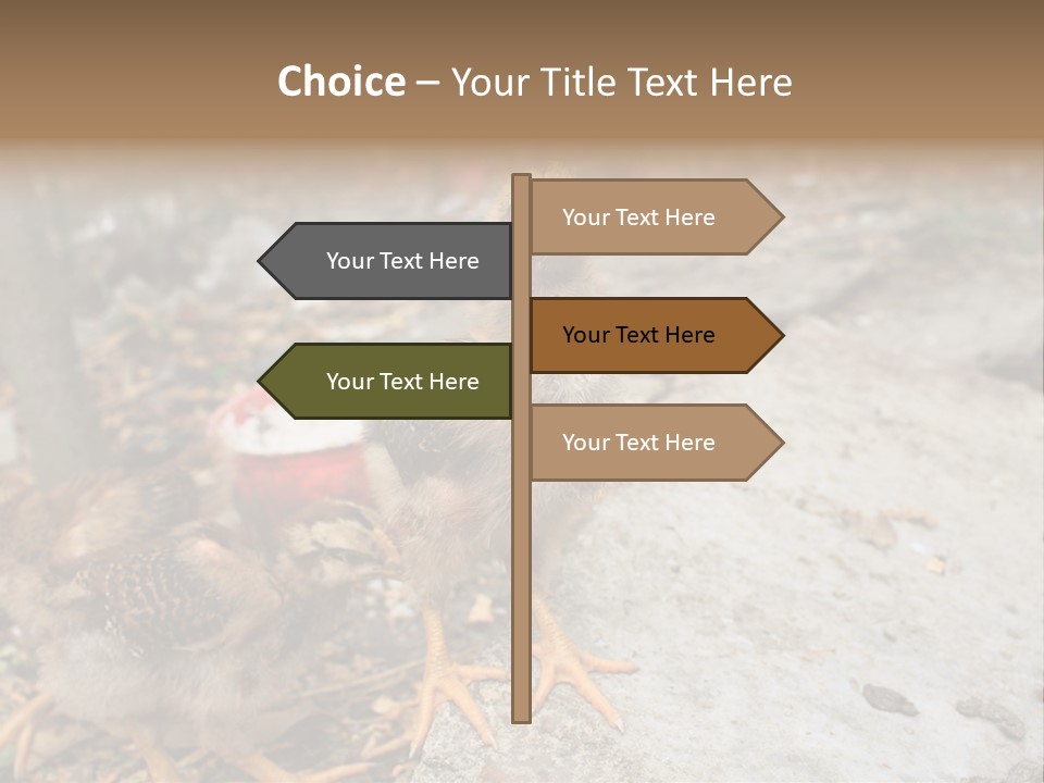 Clutter Chicken Asian PowerPoint Template