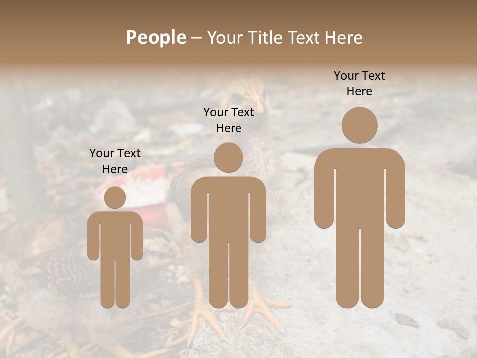 Clutter Chicken Asian PowerPoint Template