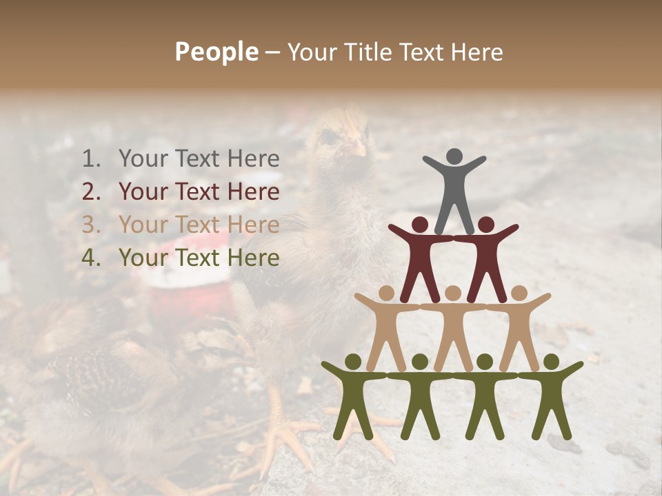 Clutter Chicken Asian PowerPoint Template