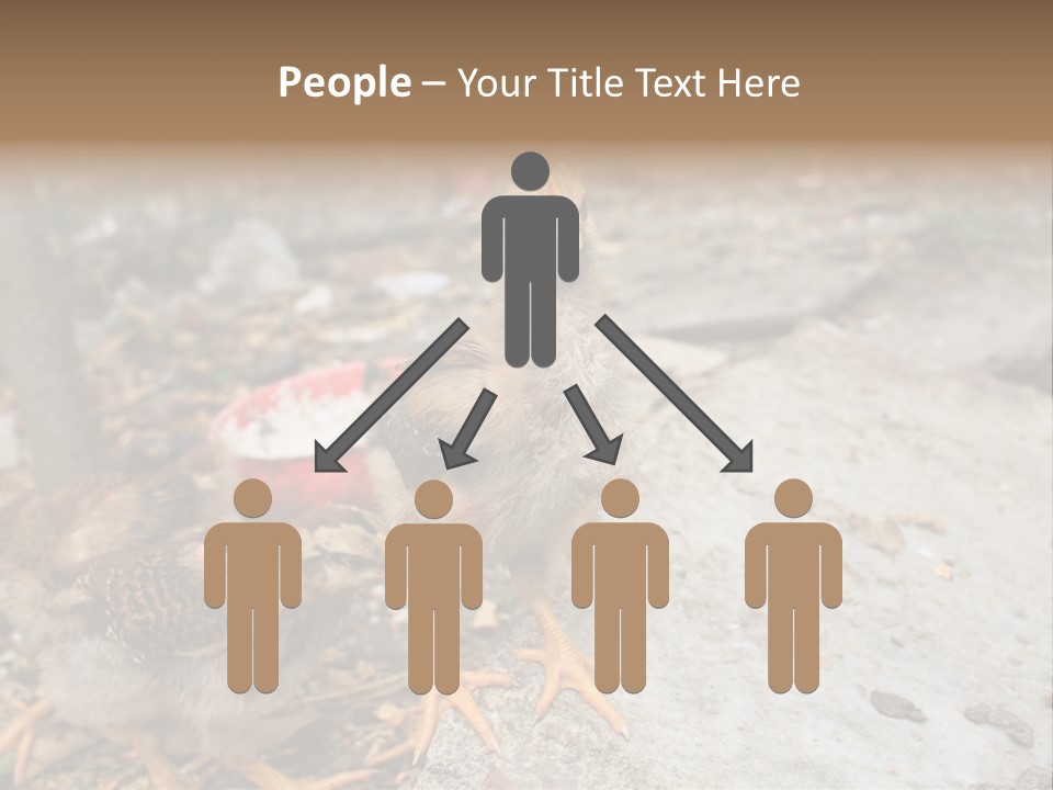 Clutter Chicken Asian PowerPoint Template