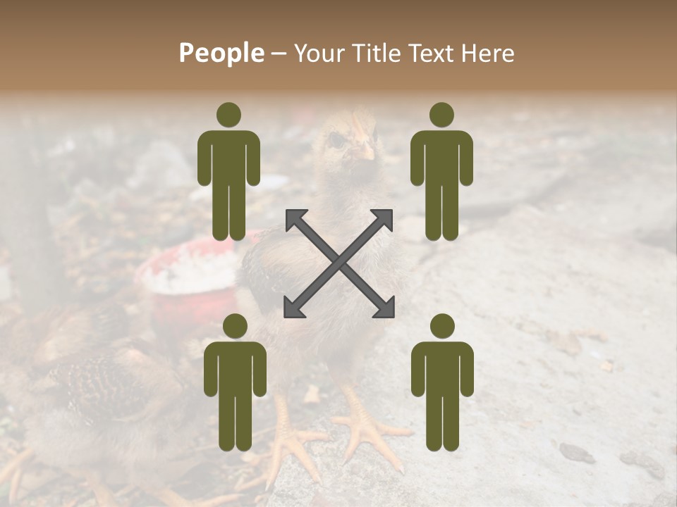 Clutter Chicken Asian PowerPoint Template