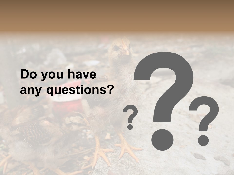 Clutter Chicken Asian PowerPoint Template