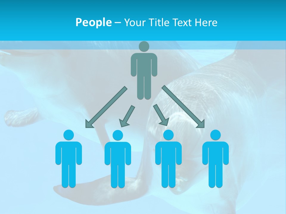 Underwater Beautiful Marine Life PowerPoint Template