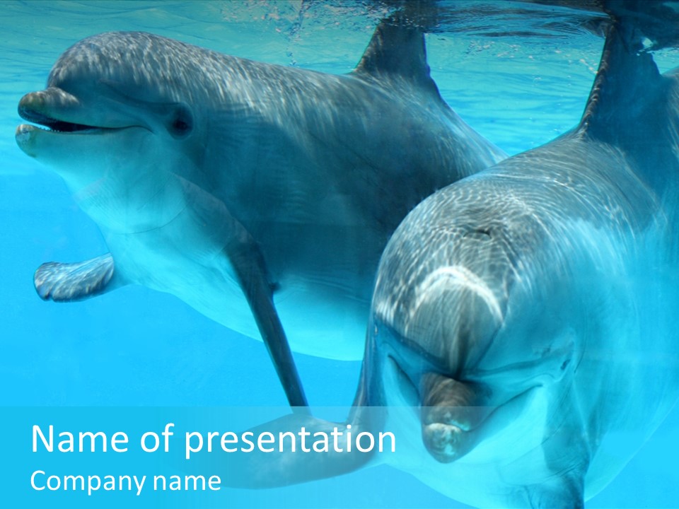 Togetherness Sealife Couple PowerPoint Template