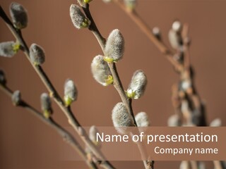 Season Blooming Flower PowerPoint Template