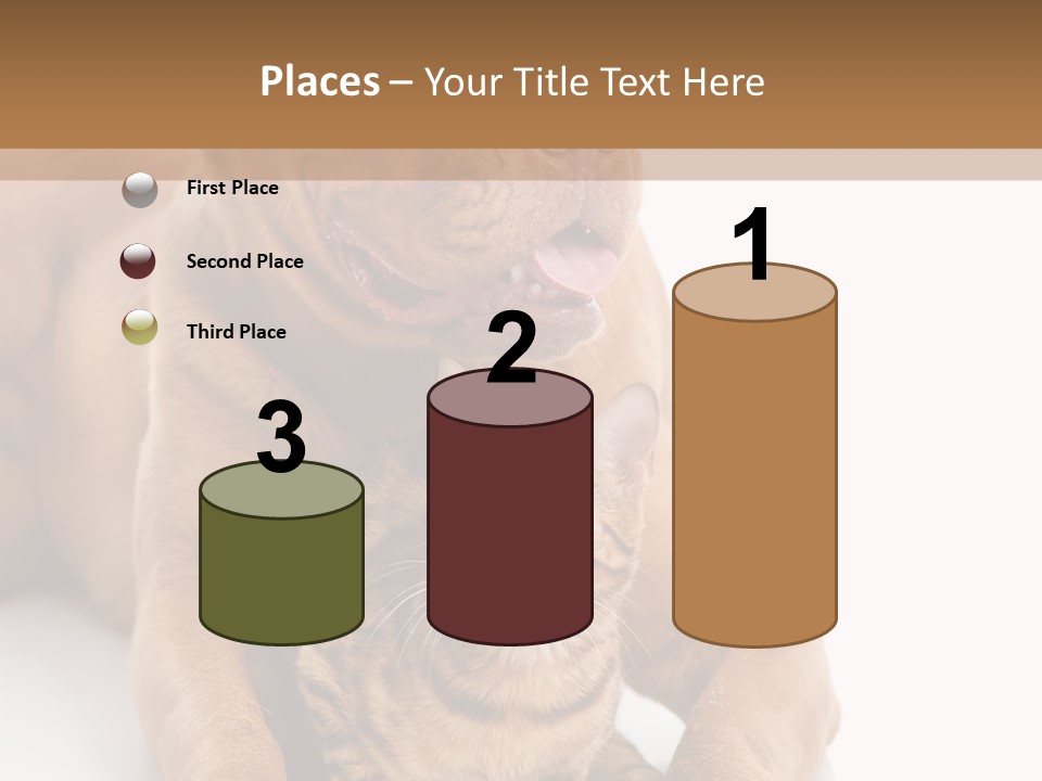 Feline Relations White PowerPoint Template