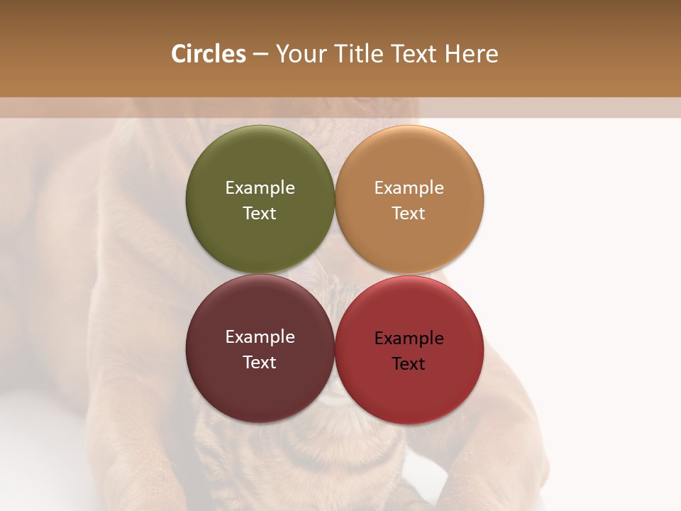 Feline Relations White PowerPoint Template