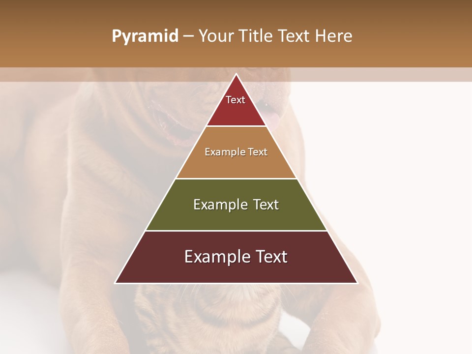 Feline Relations White PowerPoint Template