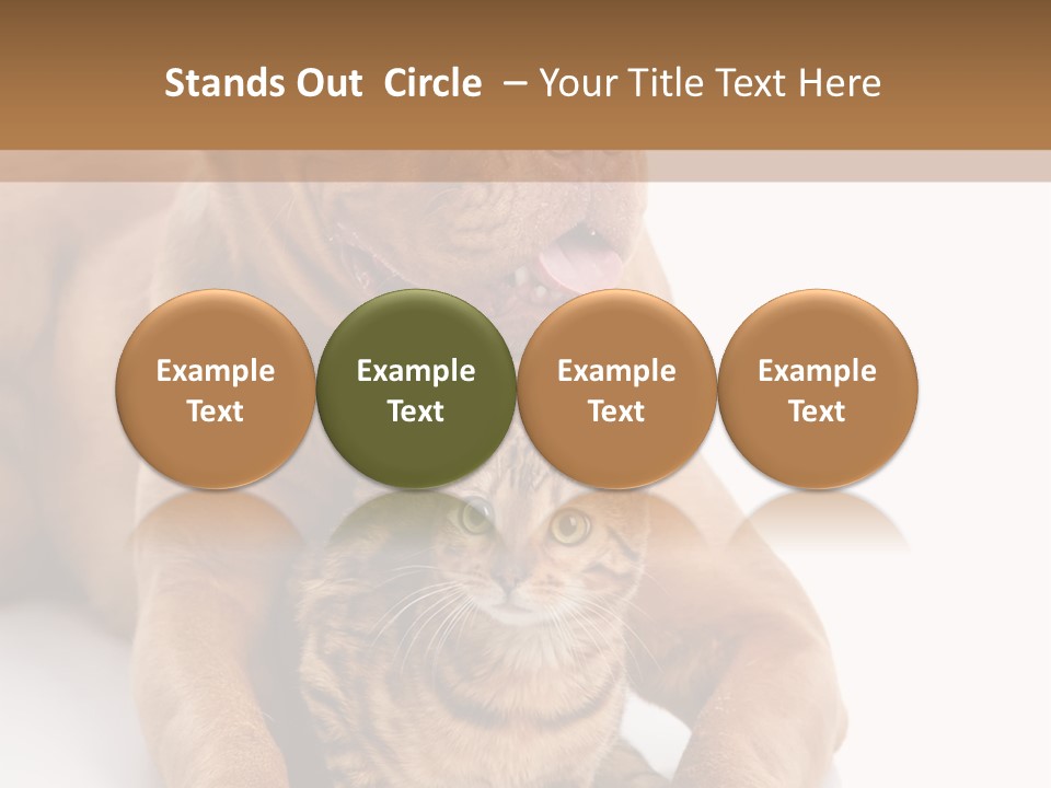 Feline Relations White PowerPoint Template