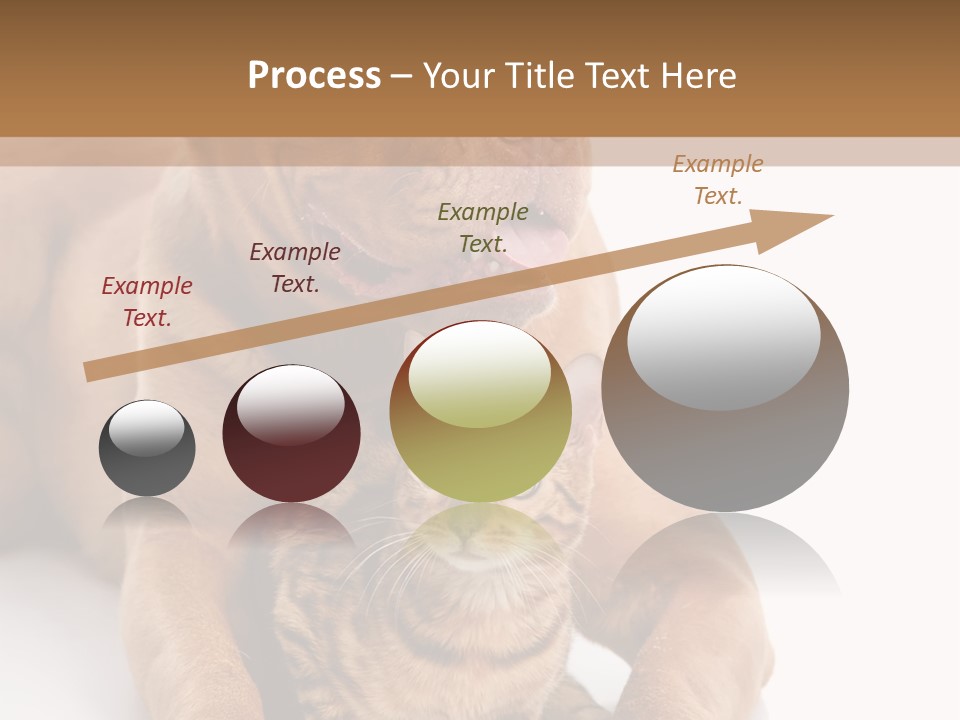 Feline Relations White PowerPoint Template