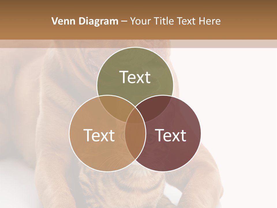 Feline Relations White PowerPoint Template