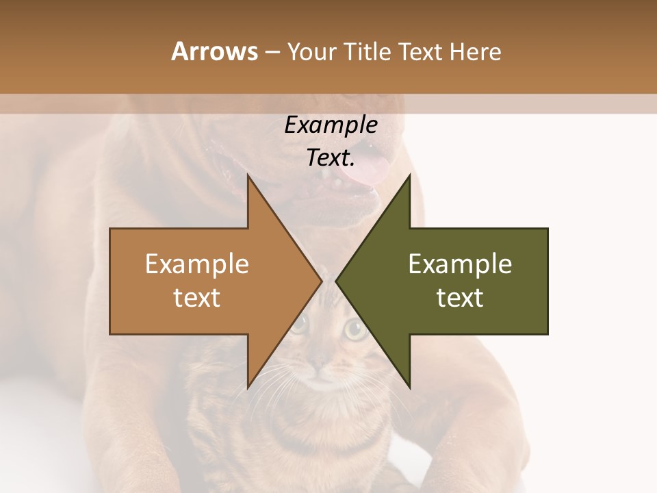 Feline Relations White PowerPoint Template