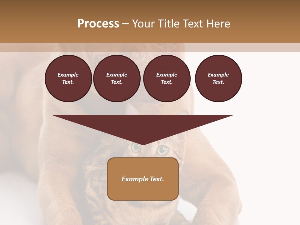 Feline Relations White PowerPoint Template