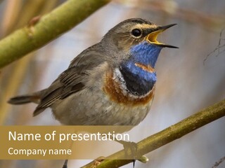 Beak Sitting Spot PowerPoint Template