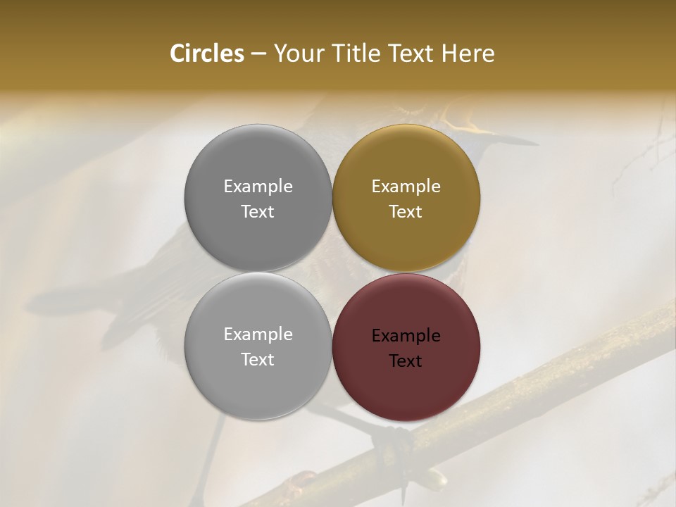 Beak Sitting Spot PowerPoint Template