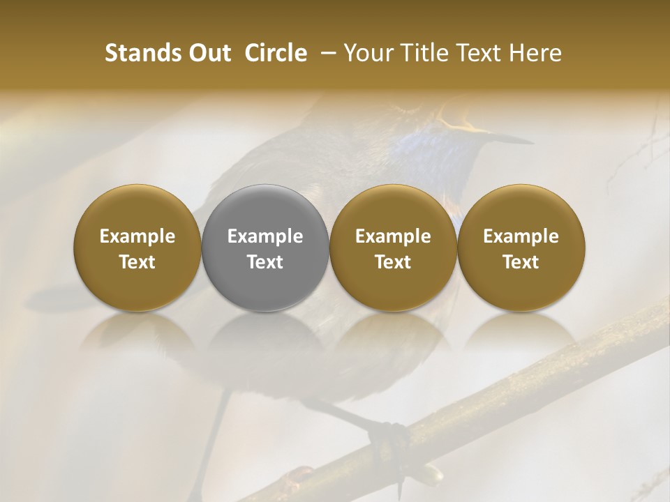 Beak Sitting Spot PowerPoint Template