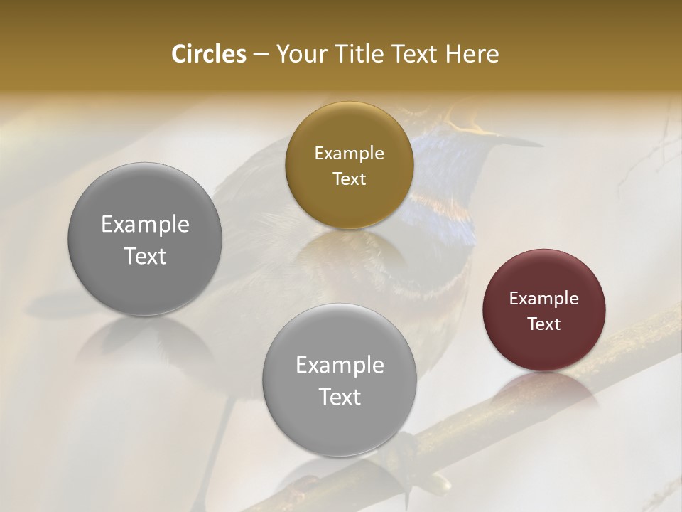 Beak Sitting Spot PowerPoint Template