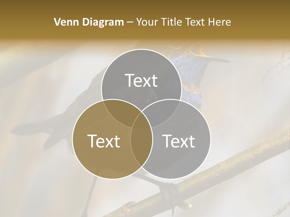 Beak Sitting Spot PowerPoint Template