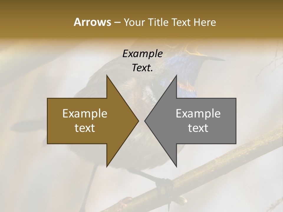 Beak Sitting Spot PowerPoint Template