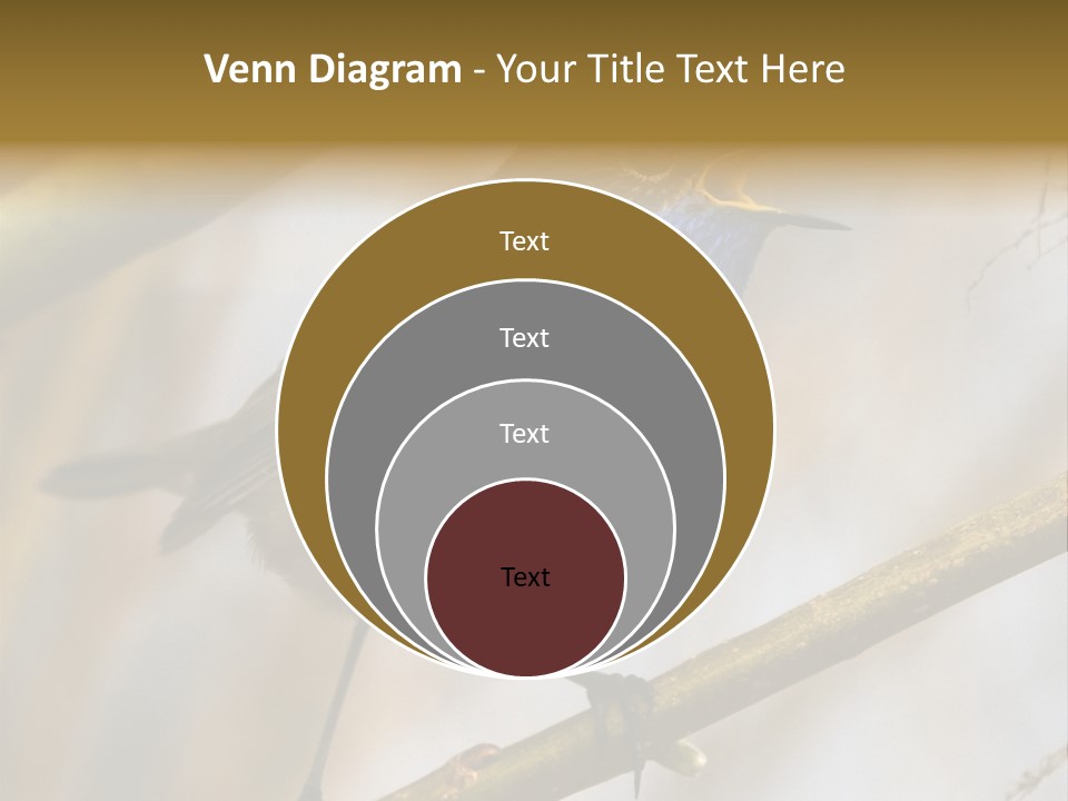 Beak Sitting Spot PowerPoint Template